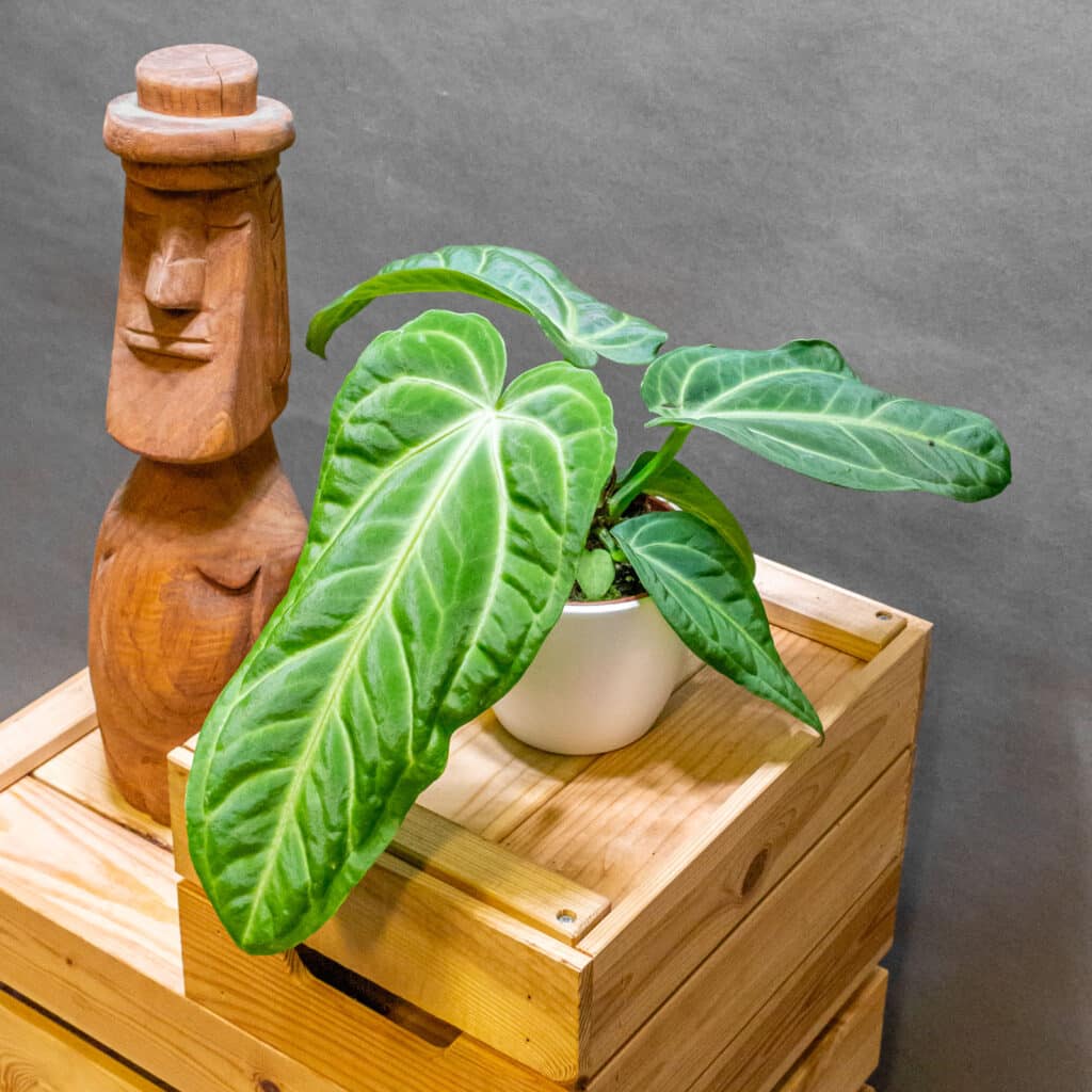 Anthurium Regale X Luxurians - Moai Jungle - Tbb, mint gondol