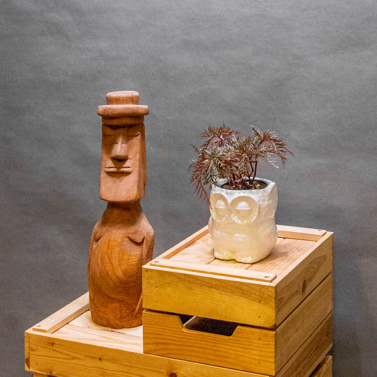 Begonia Bipinatifida 9cm