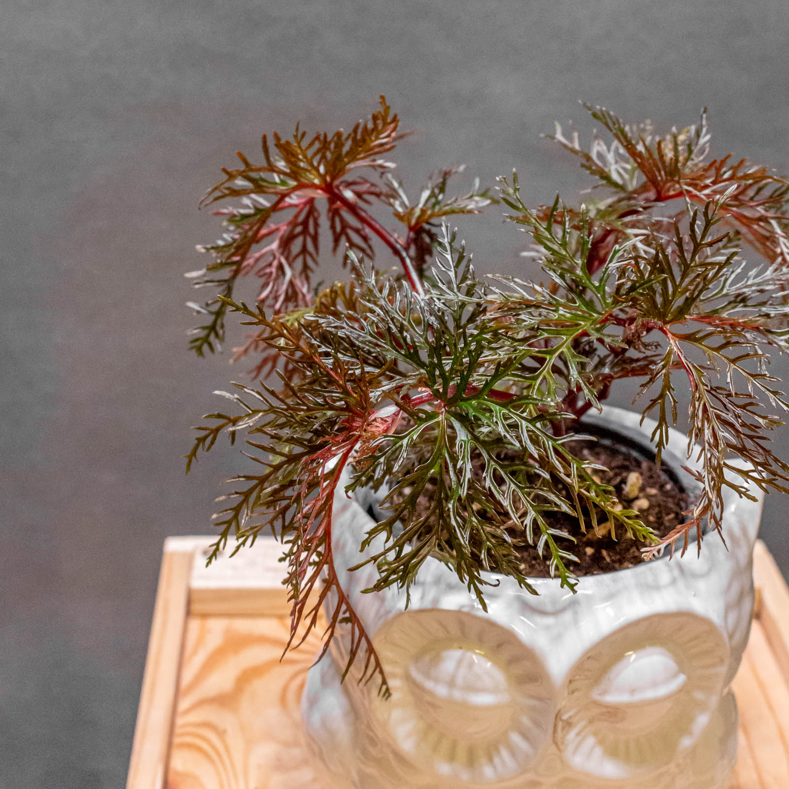 Begonia Bipinatifida 9cm