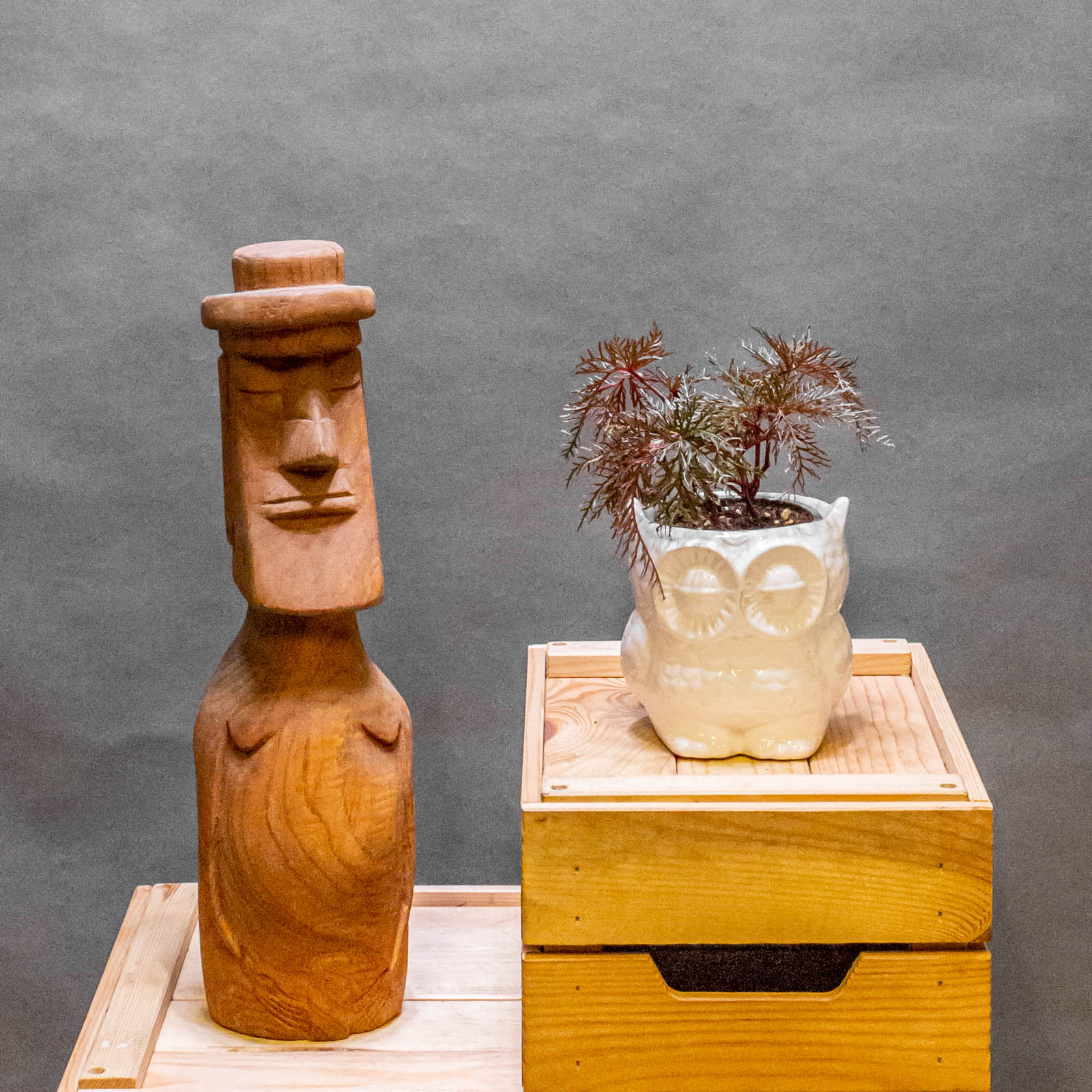 Begonia Bipinatifida 9cm