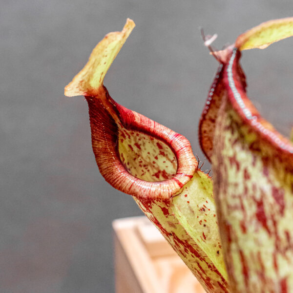 Nepenthes Mojito 14cm