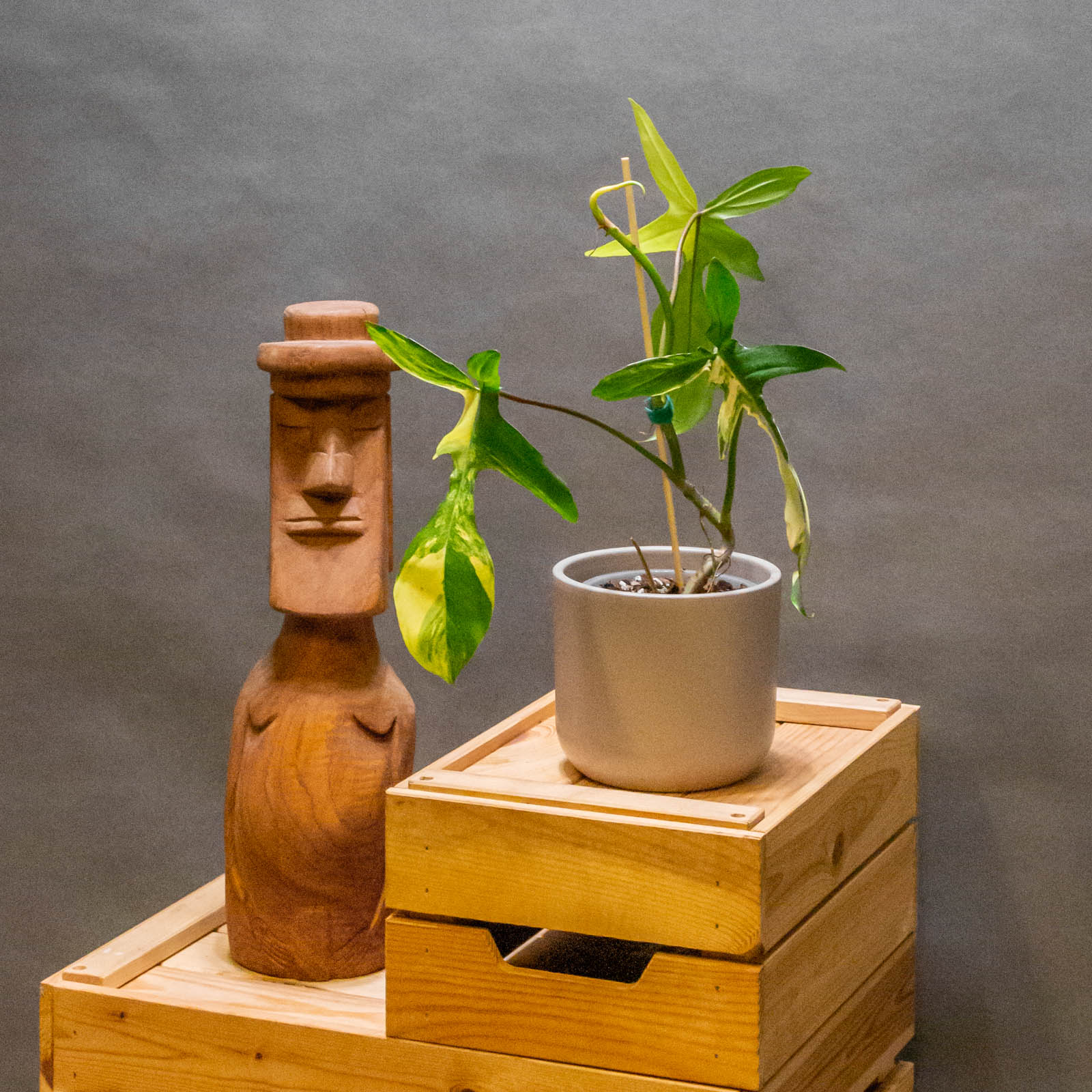 Philodendron Florida Beauty