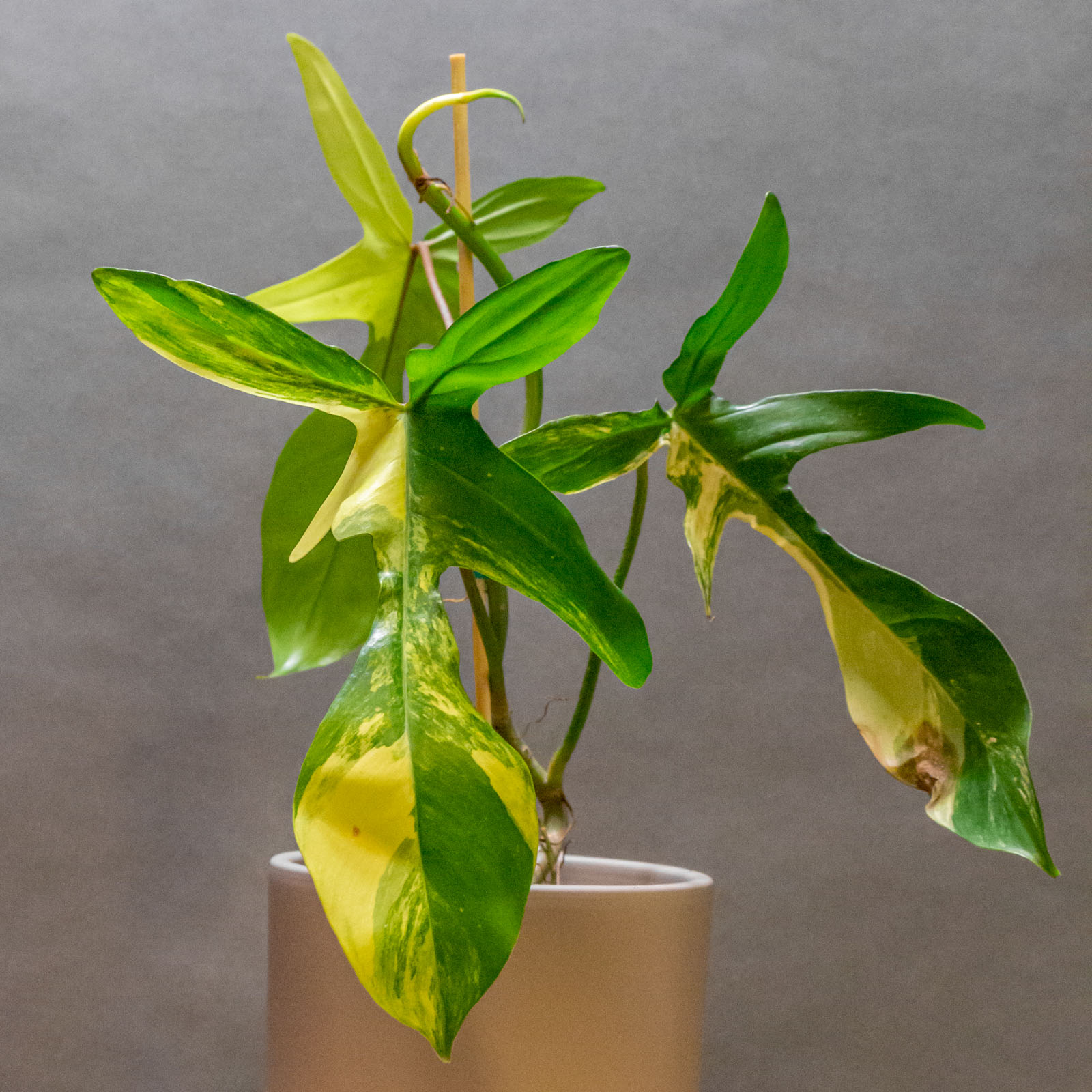 Philodendron Florida Beauty