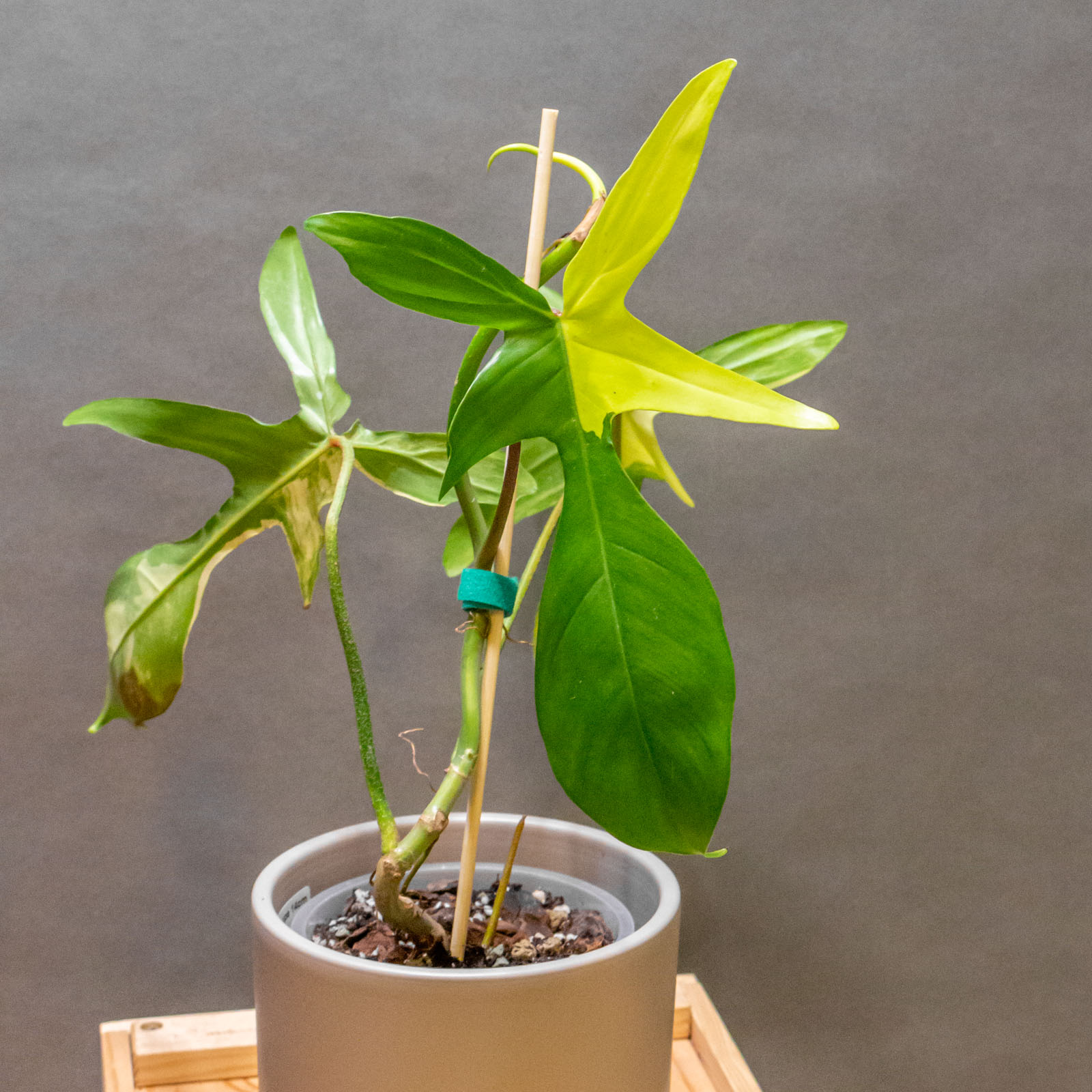 Philodendron Florida Beauty