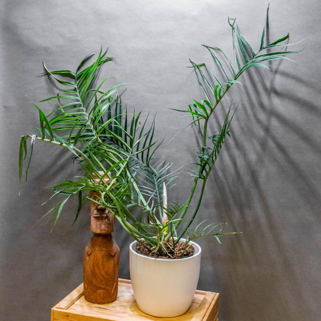 Philodendron Tortum 19cm