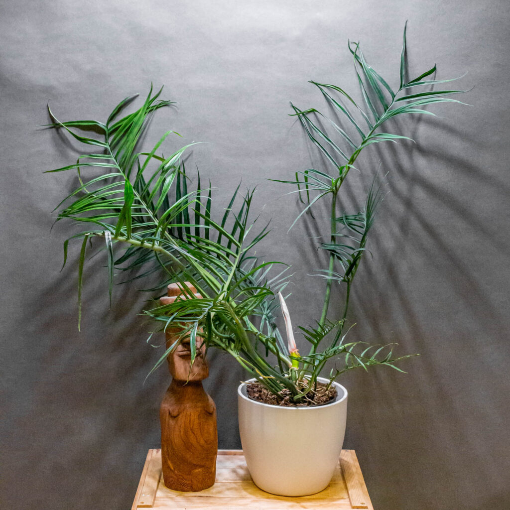 Philodendron Tortum 19cm