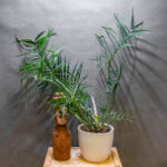 Philodendron Tortum 19cm