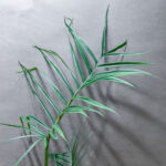 Philodendron Tortum 19cm