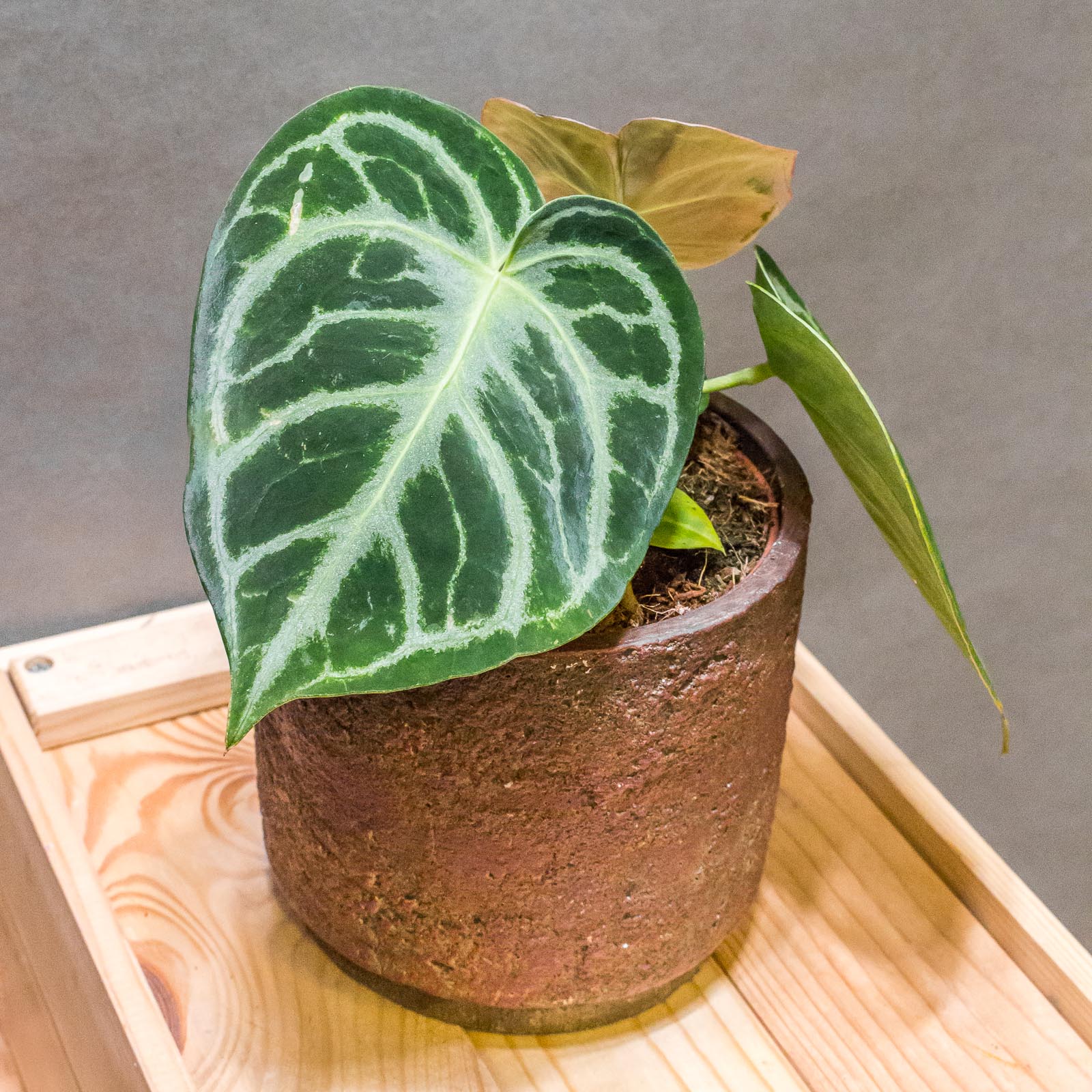 Anthurium Silver Blush 12cm