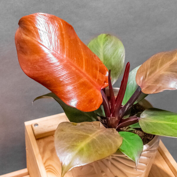 Philodendron Cherry Red 12cm