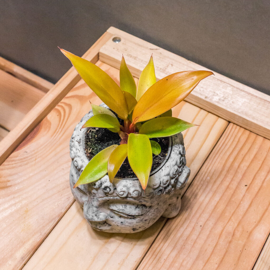 Philodendron Prince of Orange 6cm