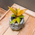 Philodendron Prince of Orange 6cm