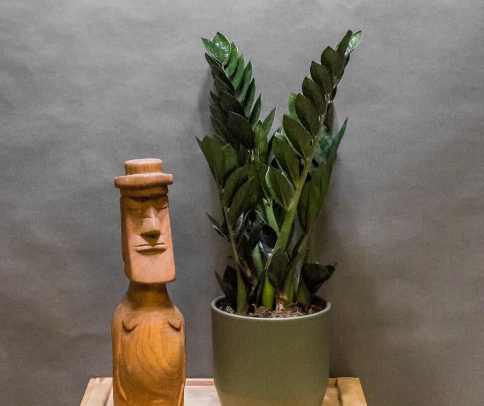 Zamioculcas Supernova Black 17cm