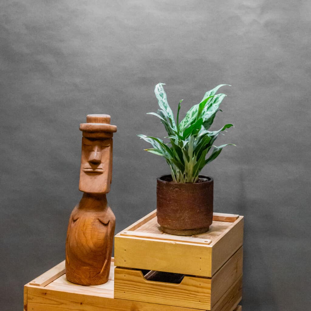 Aglaonema Greyhound 12cm