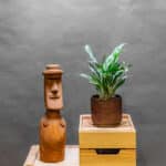 Aglaonema Greyhound 12cm