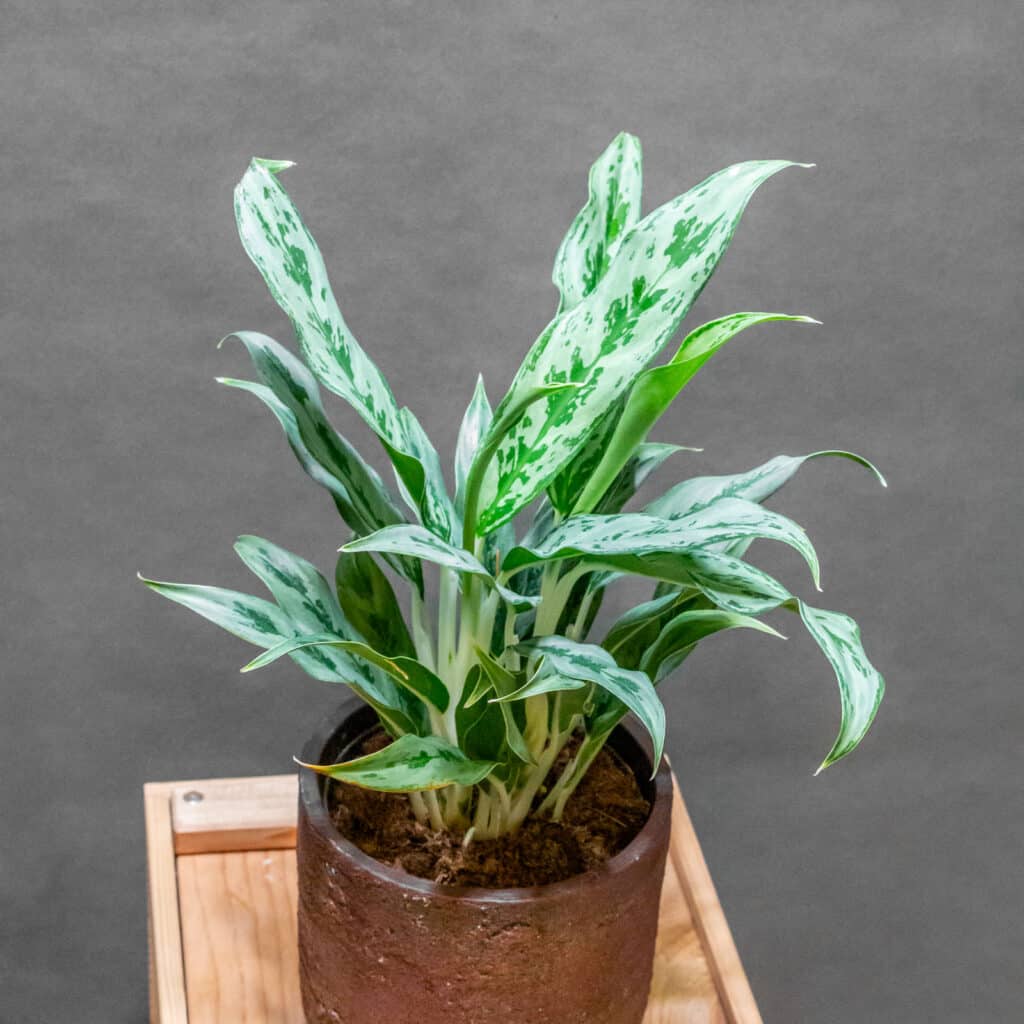 Aglaonema Greyhound 12cm