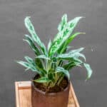 Aglaonema Greyhound 12cm