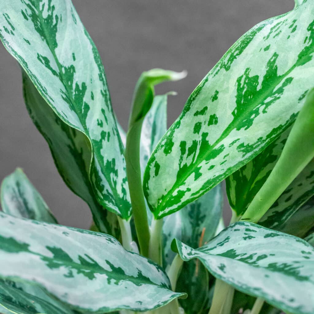Aglaonema Greyhound 12cm
