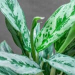 Aglaonema Greyhound 12cm