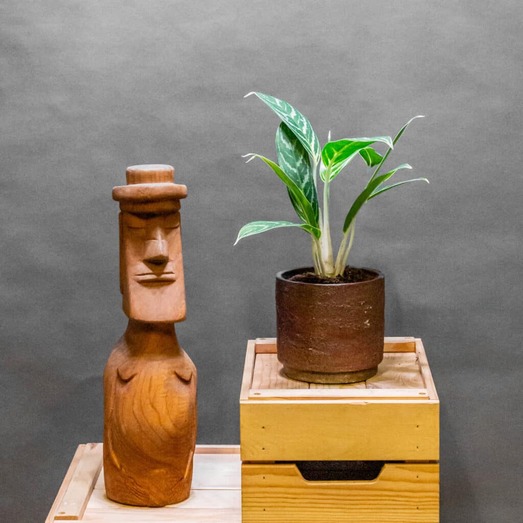 Aglaonema Ivy Green 12cm