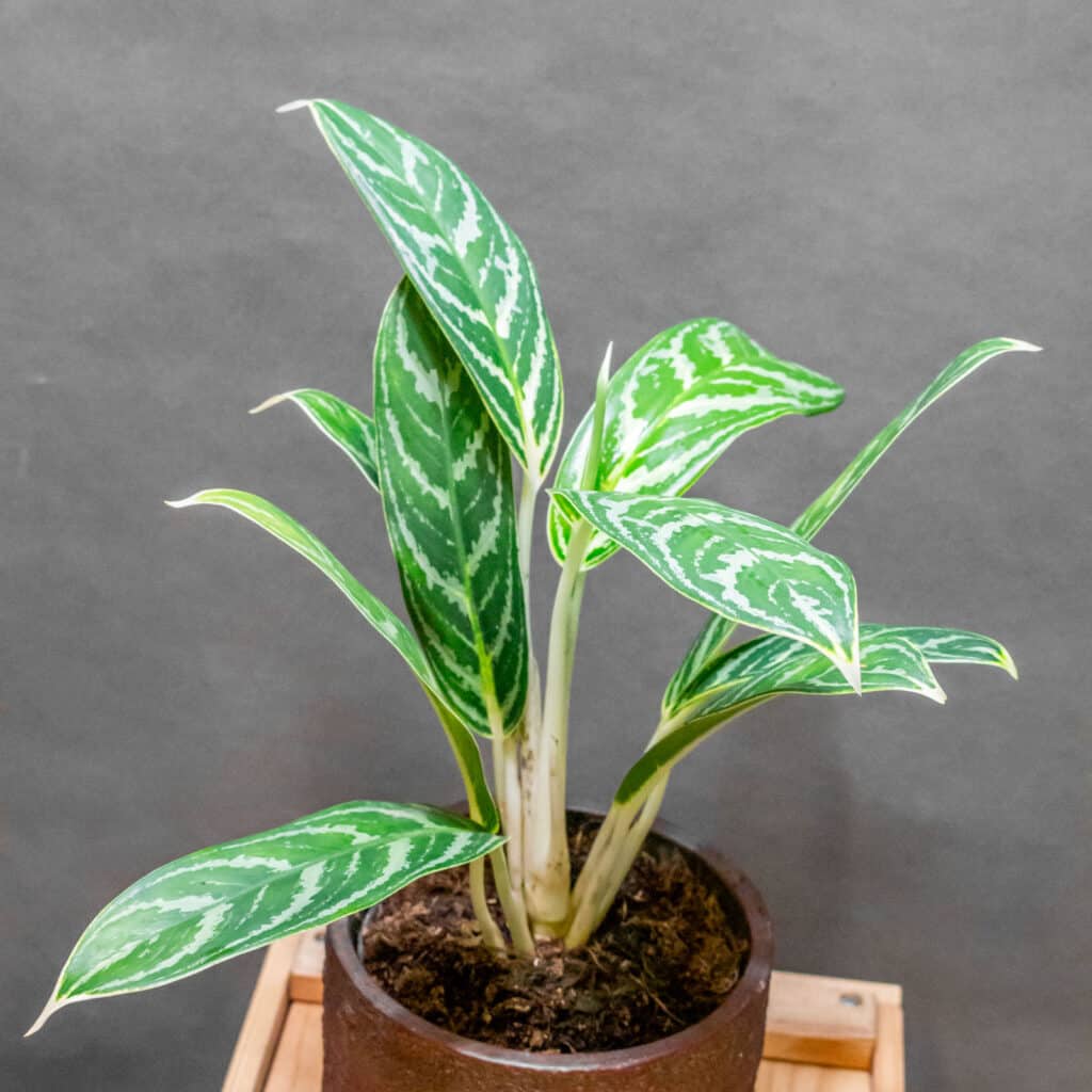 Aglaonema Ivy Green 12cm