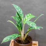 Aglaonema Ivy Green 12cm