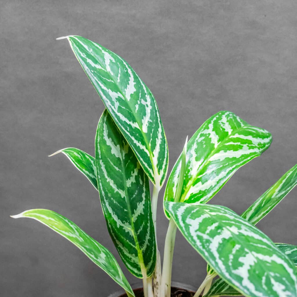 Aglaonema Ivy Green 12cm