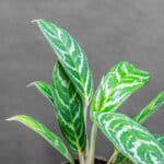 Aglaonema Ivy Green 12cm