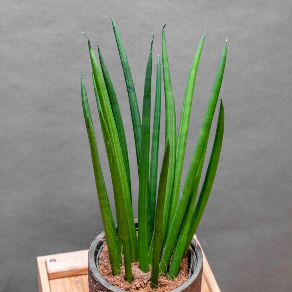 Sansevieria Cylindrica Spaghetti - Moai Jungle - Tbb, mint gondol