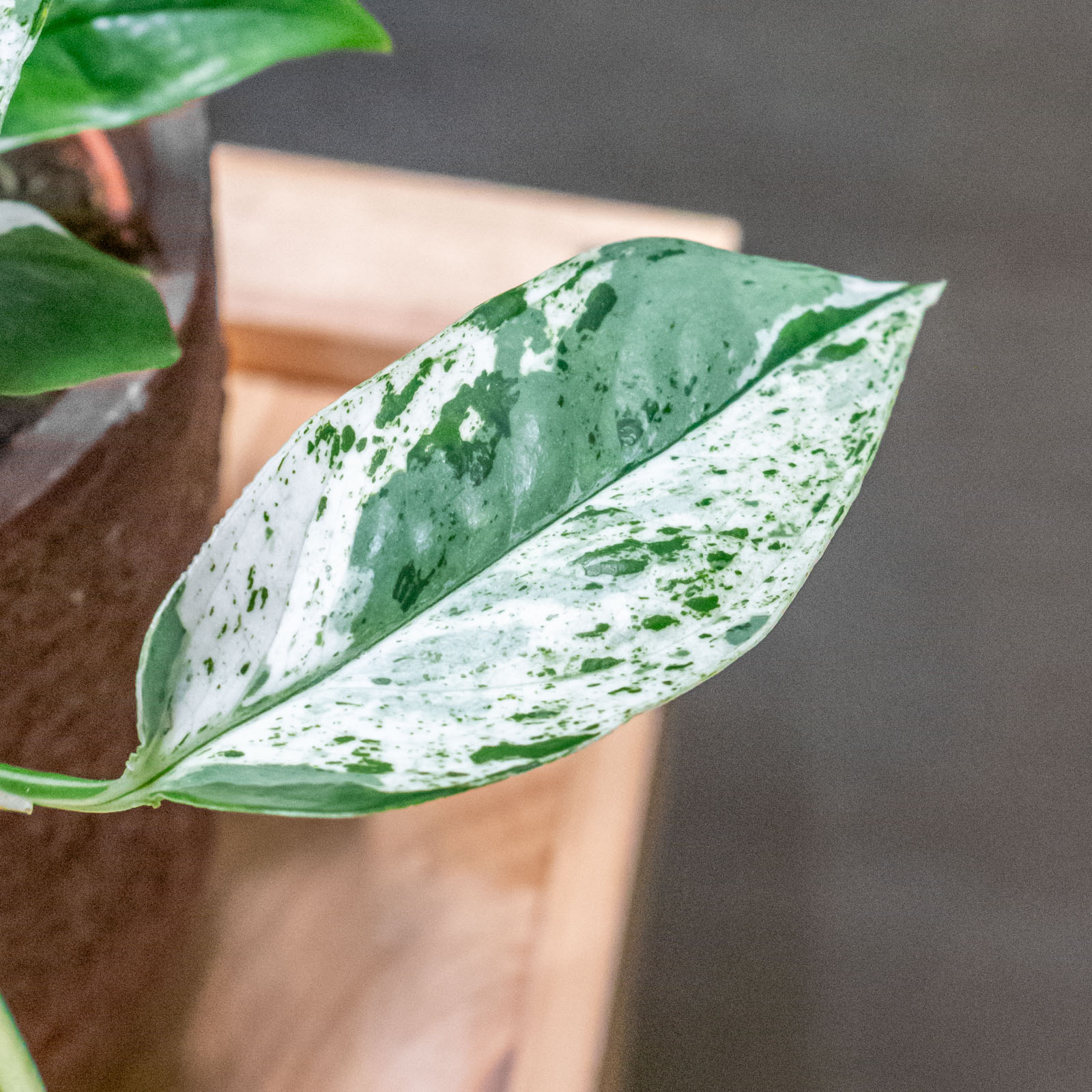 Epipremnum Marble Variegata 12cm