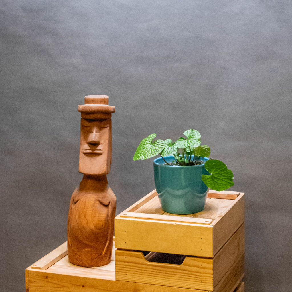 Wasabi Japonica 12cm