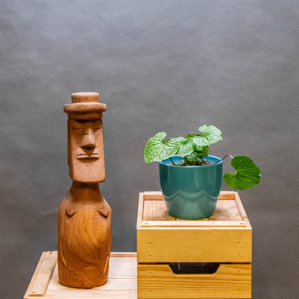 Wasabi Japonica 12cm