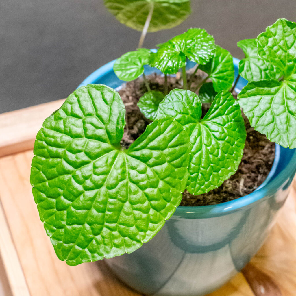 Wasabi Japonica 12cm