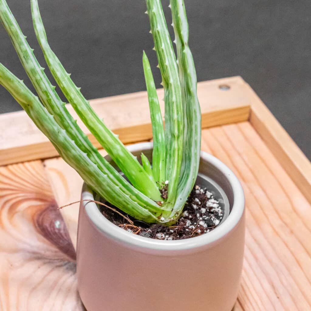 Aloe Vera Variegata - Moai Jungle - Tbb, mint go