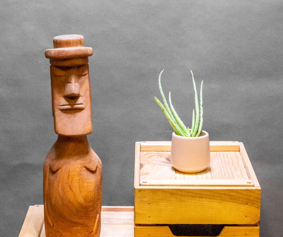 Aloe Vera Variegata 8cm