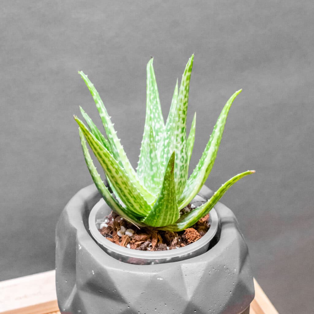 Aloe Vera Variegata small form - Moai Jungle - Tbb, mint go