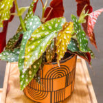 Begonia Maculata