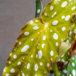 Begonia Maculata