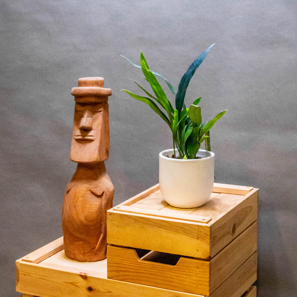 Microsorum Thailandicum 10cm