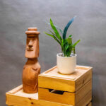 Microsorum Thailandicum 10cm