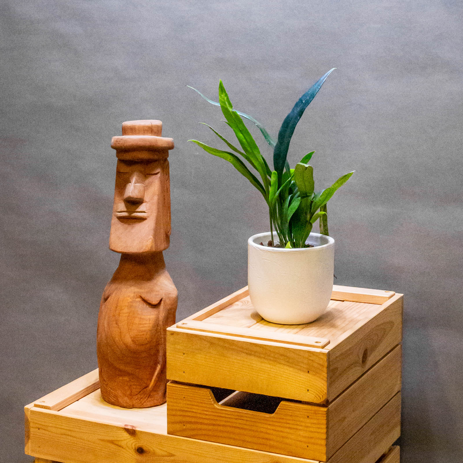 Microsorum Thailandicum 10cm Microsorum Thailandicum 10cm