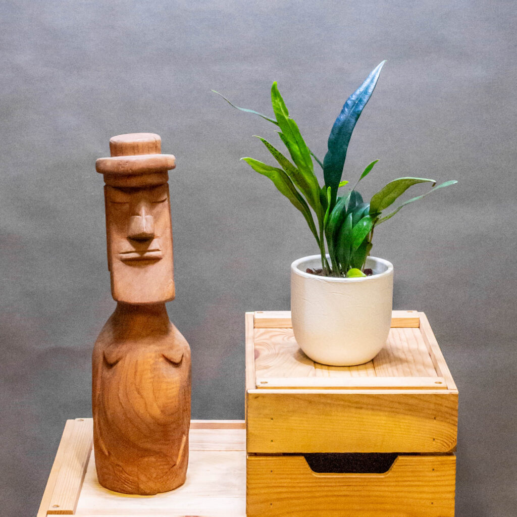 Microsorum Thailandicum 10cm