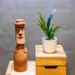 Microsorum Thailandicum 10cm