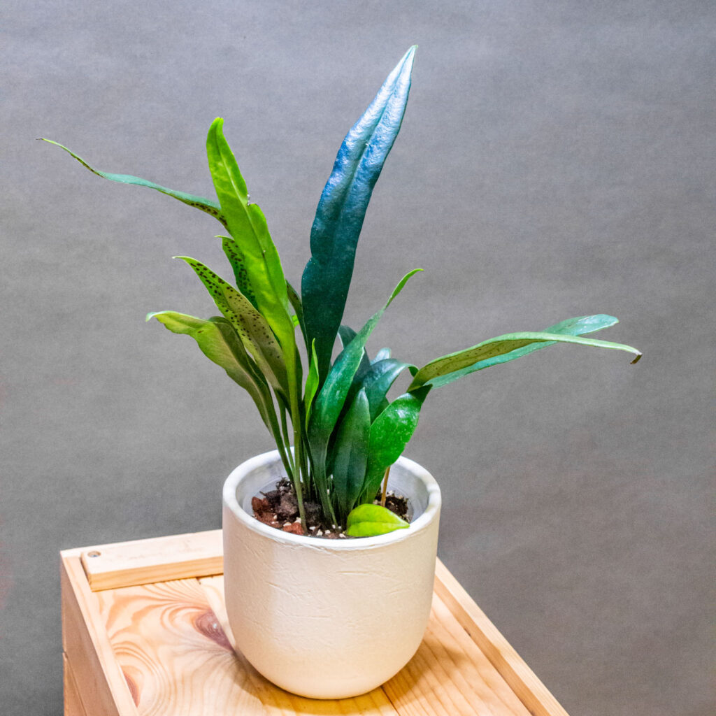 Microsorum Thailandicum 10cm