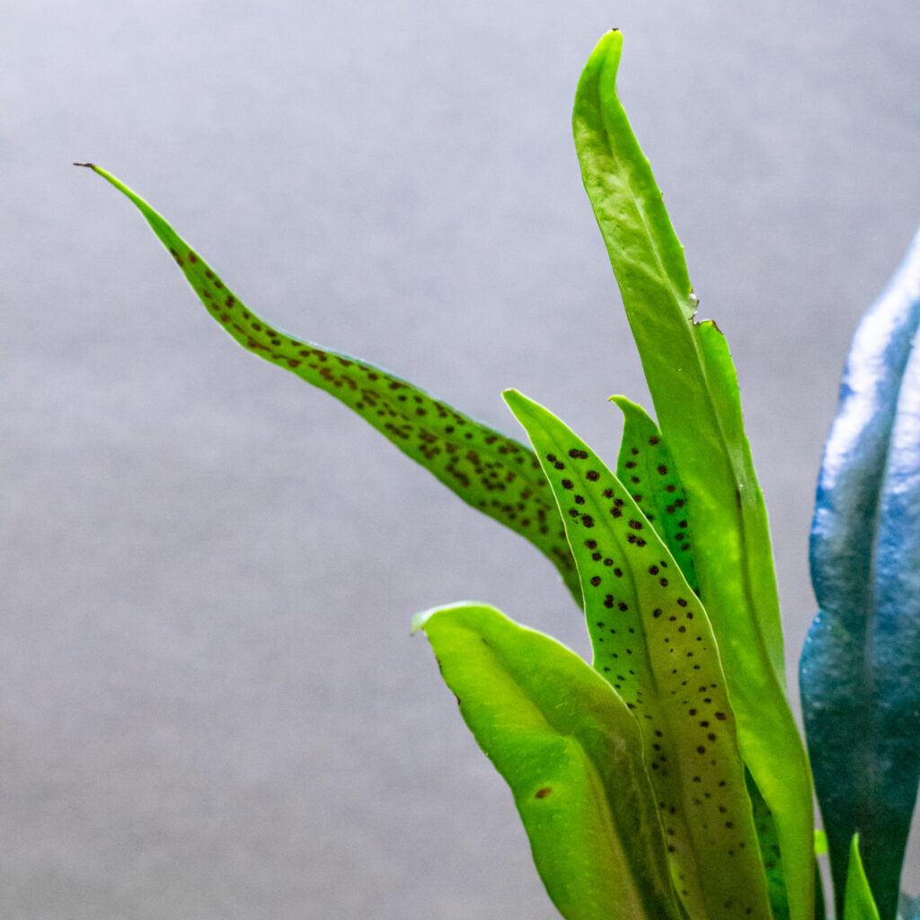 Microsorum Thailandicum 10cm