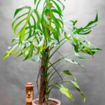 Monstera Burle Max Flame 21cm