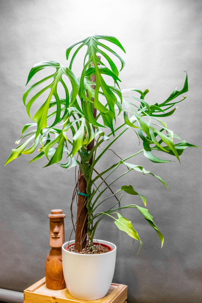 Monstera Burle Max Flame 21cm