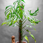 Monstera Burle Max Flame 21cm