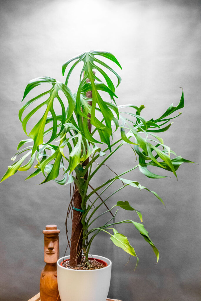 Monstera Burle Max Flame 21cm