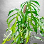 Monstera Burle Max Flame 21cm